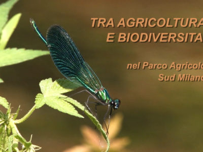 tra agricoltura e biodiversità nel parco agricolo sud milano