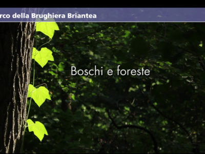 Brughiera briantea