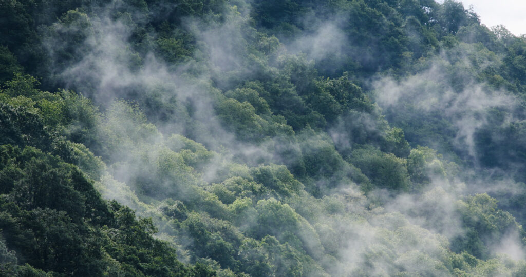 Foresta del Campo dei Fiori